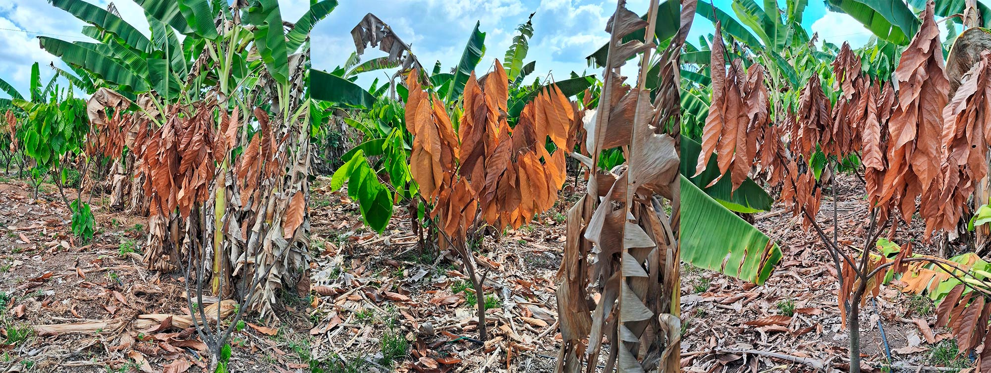 Resistir, verbo imperativo no Assentamento Irmã Dorothy Stang